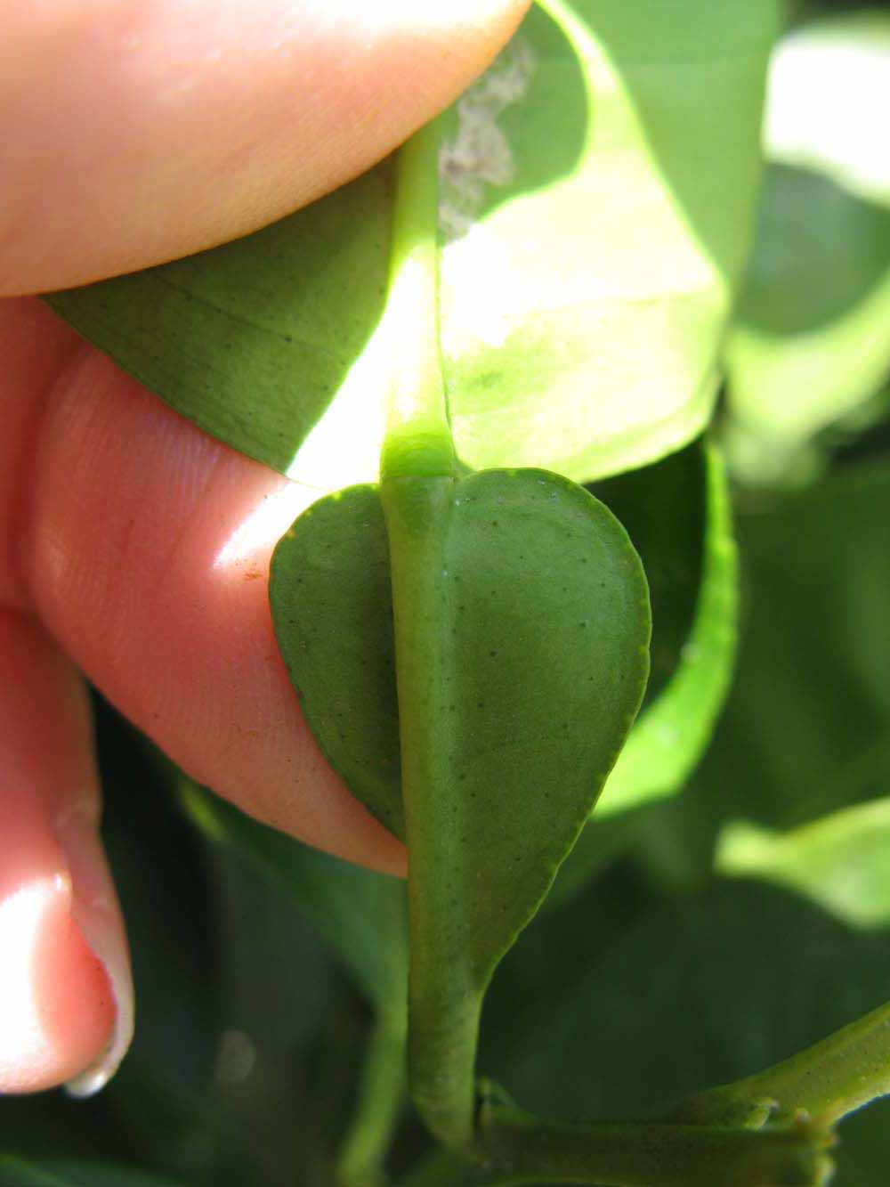              Petiole (Winter Haven, FL)       